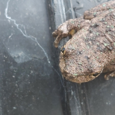 Litoria peronii (Peron's Tree Frog, Emerald Spotted Tree Frog) at Albury - 20 Feb 2024 by RobCook