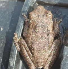 Litoria peronii at Albury - 20 Feb 2024