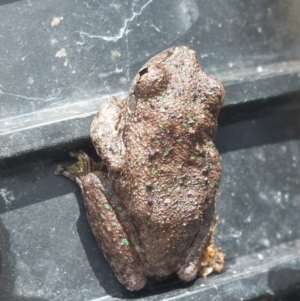 Litoria peronii at Albury - 20 Feb 2024