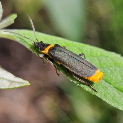 Chauliognathus lugubris (Plague Soldier Beetle) at Braidwood, NSW - 23 Feb 2024 by MatthewFrawley