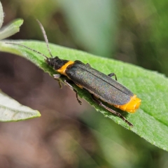 Chauliognathus lugubris (Plague Soldier Beetle) at QPRC LGA - 23 Feb 2024 by MatthewFrawley