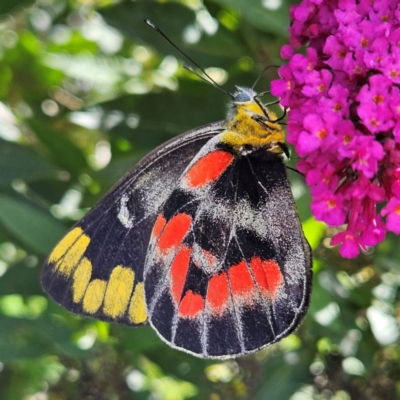 Delias harpalyce (Imperial Jezebel) at QPRC LGA - 23 Feb 2024 by MatthewFrawley