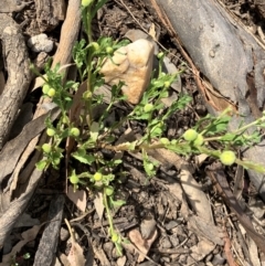 Centipeda cunninghamii at Suttons Dam - suppressed