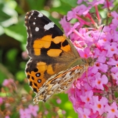 Vanessa kershawi (Australian Painted Lady) at QPRC LGA - 23 Feb 2024 by MatthewFrawley