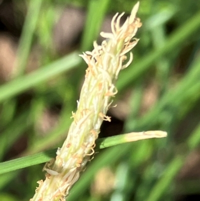 Eleocharis acuta (Common Spike-rush) at Fentons Creek, VIC - 18 Feb 2024 by KL