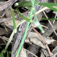 Eleocharis acuta at Suttons Dam - suppressed