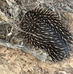 Tachyglossus aculeatus (Short-beaked Echidna) at Fentons Creek, VIC - 15 Feb 2024 by KL