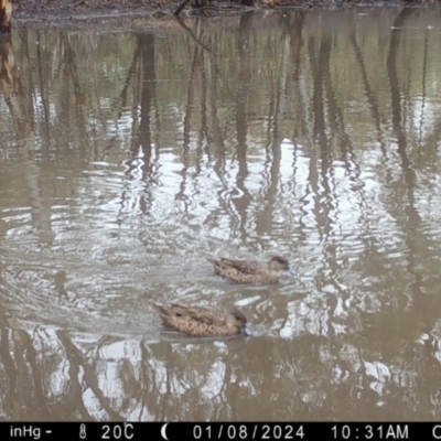 Anas gracilis (Grey Teal) at Suttons Dam - 8 Jan 2024 by KL