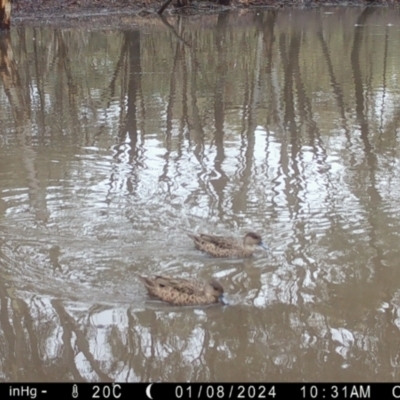 Anas gracilis (Grey Teal) at Fentons Creek, VIC - 7 Jan 2024 by KL