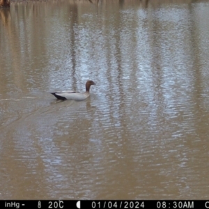 Chenonetta jubata at Suttons Dam - suppressed