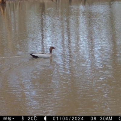 Chenonetta jubata (Australian Wood Duck) at Fentons Creek, VIC - 3 Jan 2024 by KL
