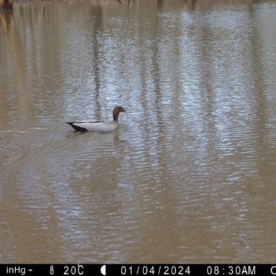 Chenonetta jubata (Australian Wood Duck) at Suttons Dam - 4 Jan 2024 by KL