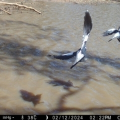 Gymnorhina tibicen (Australian Magpie) at Fentons Creek, VIC - 12 Feb 2024 by KL