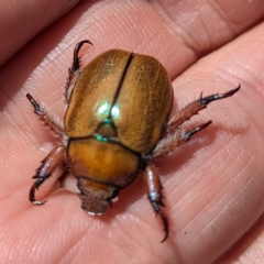 Anoplognathus hirsutus at Cooleman, NSW - 23 Feb 2024 by HelenCross