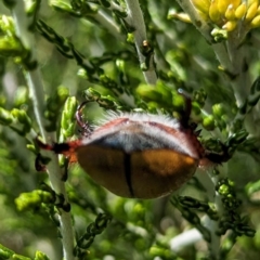 Anoplognathus sp. (genus) at Kosciuszko National Park - 23 Feb 2024