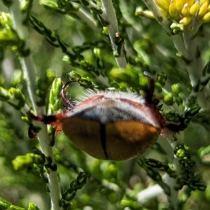 Anoplognathus sp. (genus) at Kosciuszko National Park - 23 Feb 2024