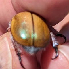 Anoplognathus sp. (genus) at Kosciuszko National Park - 23 Feb 2024