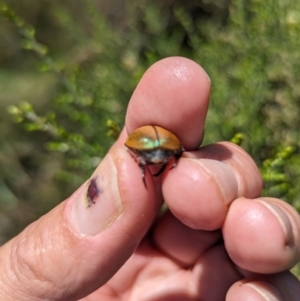 Anoplognathus sp. (genus) at Kosciuszko National Park - 23 Feb 2024