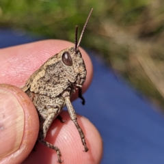 Percassa rugifrons (Mountain Grasshopper) at Kosciuszko National Park - 23 Feb 2024 by HelenCross