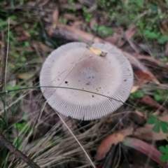 Amanita cheelii at Ebor, NSW - 23 Feb 2024 by Csteele4