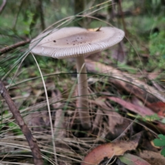 Amanita sp. at New England National Park - 23 Feb 2024 07:29 PM