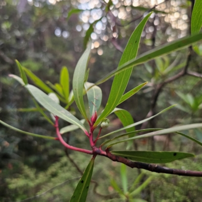 Tasmannia stipitata (Northern Pepperbush) at Ebor, NSW - 23 Feb 2024 by Csteele4