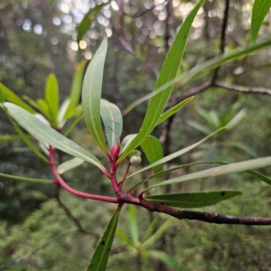 Tasmannia stipitata at New England National Park - 23 Feb 2024 07:07 PM