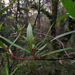 Tasmannia stipitata at New England National Park - 23 Feb 2024 07:07 PM