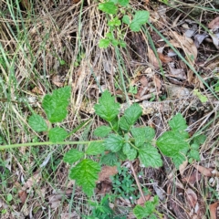 Rubus parvifolius (Native Raspberry) at Oxley Wild Rivers National Park - 23 Feb 2024 by Csteele4