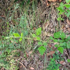 Rubus parvifolius at Oxley Wild Rivers National Park - 23 Feb 2024