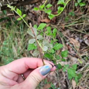 Rubus parvifolius at Oxley Wild Rivers National Park - 23 Feb 2024