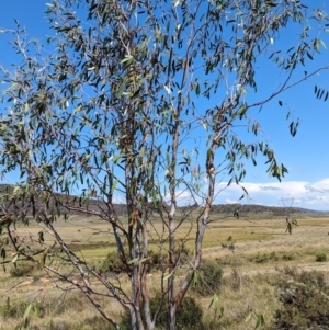 Eucalyptus lacrimans at Kosciuszko National Park - 23 Feb 2024