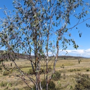 Eucalyptus blakelyi at suppressed by HelenCross