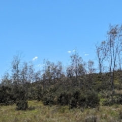 Eucalyptus lacrimans at Kosciuszko National Park - 23 Feb 2024