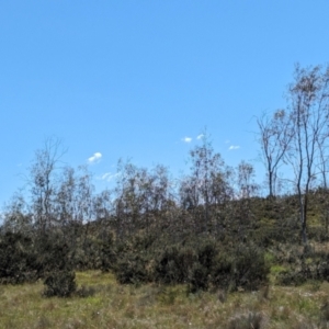 Eucalyptus lacrimans at Kosciuszko National Park - 23 Feb 2024