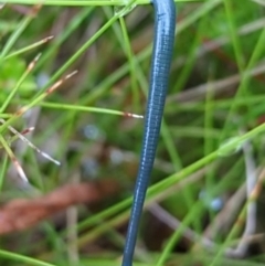 Hirudinea sp. (Class) (Unidentified Leech) at Bimberi, NSW - 22 Feb 2024 by HelenCross