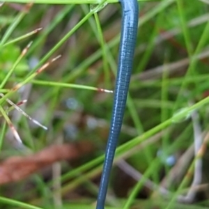 Hirudinea sp. (Class) at Kosciuszko National Park - 23 Feb 2024