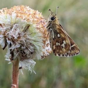 Atkinsia dominula at Kosciuszko National Park - suppressed