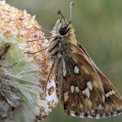 Atkinsia dominula at Kosciuszko National Park - 23 Feb 2024