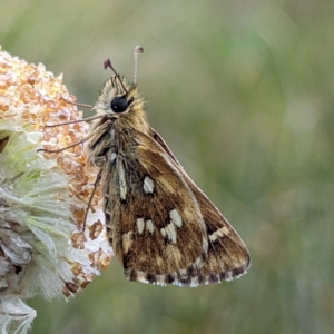 Atkinsia dominula at Kosciuszko National Park - suppressed