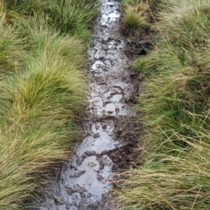 Equus caballus at Kosciuszko National Park - suppressed