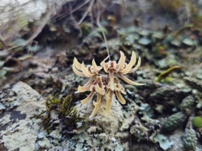 Dockrillia cucumerina (Cucumber Orchid) at Oxley Wild Rivers National Park - 23 Feb 2024 by Csteele4