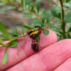 Lamprolina (genus) (Pittosporum leaf beetle) at Oxley Wild Rivers National Park - 23 Feb 2024 by Csteele4