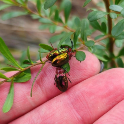 Lamprolina (genus) (Pittosporum leaf beetle) at Oxley Wild Rivers National Park - 23 Feb 2024 by Csteele4