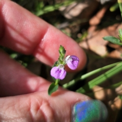 Rostellularia adscendens (Purple Pipe-Cleaner) at Oxley Wild Rivers National Park - 23 Feb 2024 by Csteele4