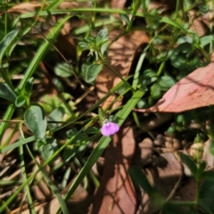 Rostellularia adscendens at Oxley Wild Rivers National Park - 23 Feb 2024