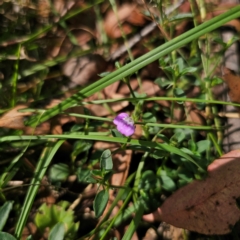 Rostellularia adscendens at Oxley Wild Rivers National Park - 23 Feb 2024
