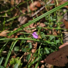 Rostellularia adscendens at Oxley Wild Rivers National Park - 23 Feb 2024 02:53 PM