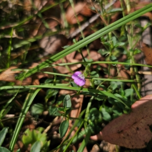 Rostellularia adscendens at Oxley Wild Rivers National Park - 23 Feb 2024 02:53 PM