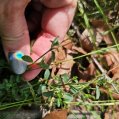 Rostellularia adscendens at Oxley Wild Rivers National Park - 23 Feb 2024